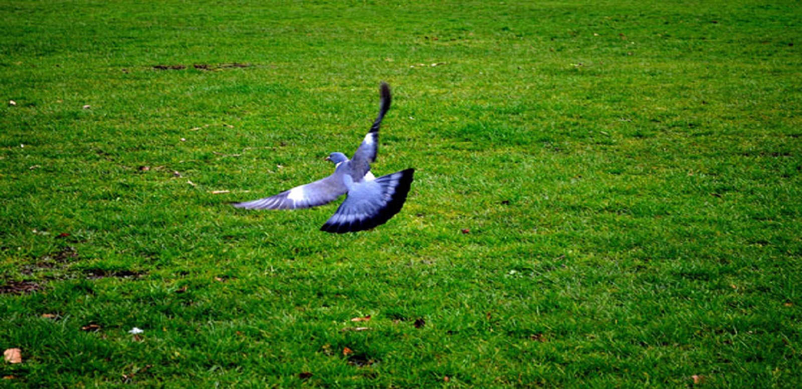 Flying Pigeon 